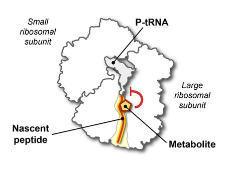 Quelle est la prévalence des peptides d'arrêt sensibles aux métabolites ?