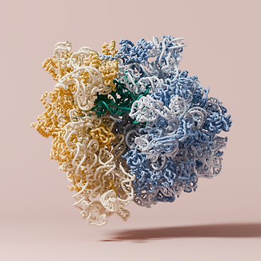 E. coli 70S ribosome translating the SpeFL arrest peptide