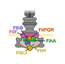 Type III Secretion System