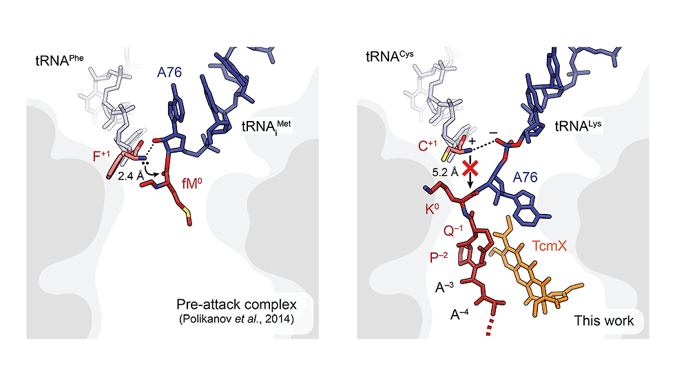 TcmX inhibits peptide bond formation by remodeling the ribosomal peptidyl transferase center