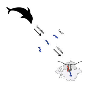 Two new PrAMPs from the bottlenose dolphin