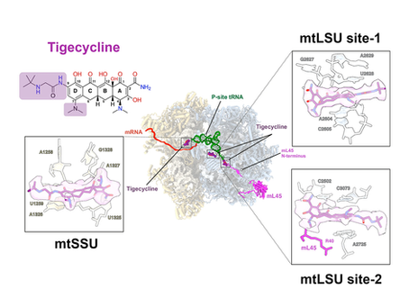 T cell toxicity induced by tigecycline