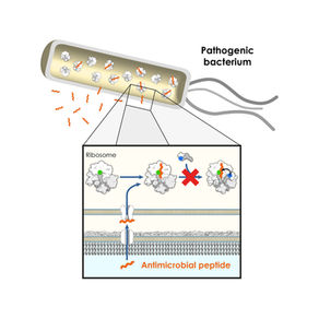 Antimicrobial peptides target the ribosome