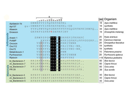 PrAMPs targeting protein synthesis