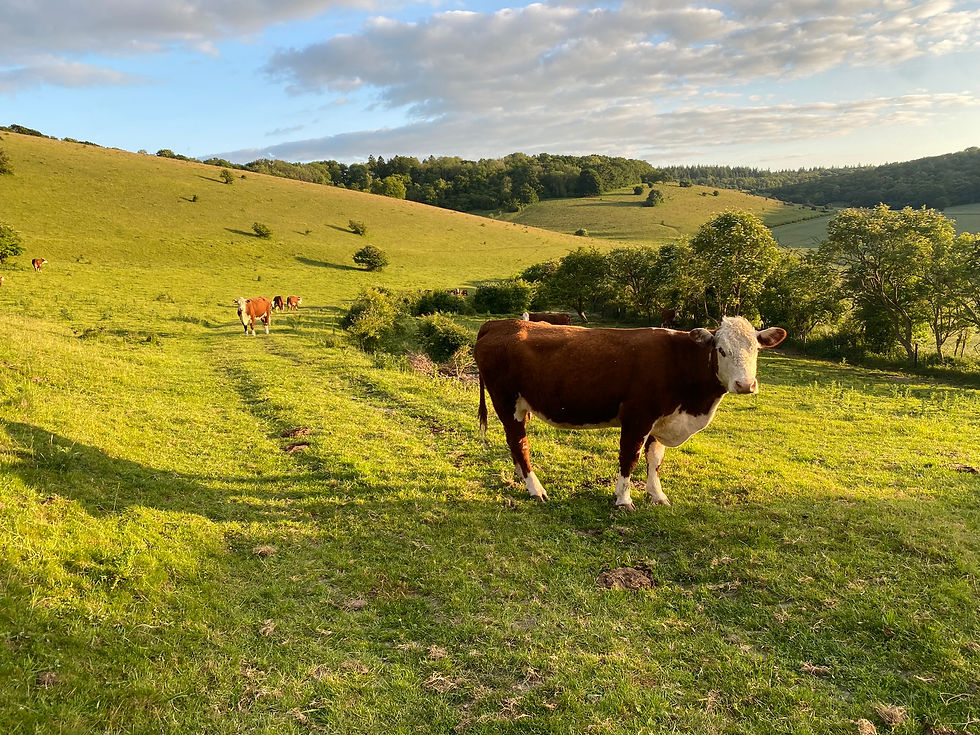 IMG_5355.JPEG Grazing Management Plan on Lowland Calcareous Grassland.jpg