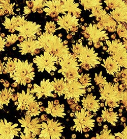 Thumbnail: Chrysanthemums