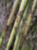 Thumbnail: Witch Brooms & Wizard Brooms | Lightning Besom