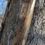 Thumbnail: Ostara Ash Besom