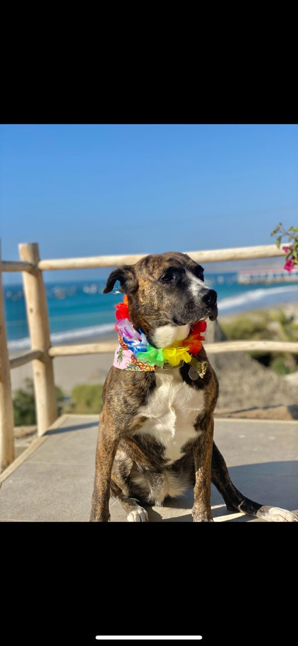 Thumbnail: Piñas Bandana