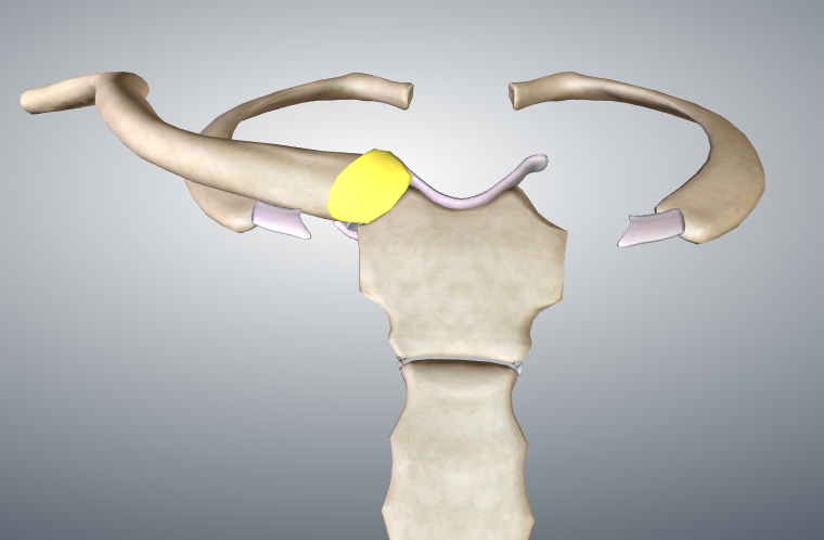 Ligamento esternoclavicular anterior