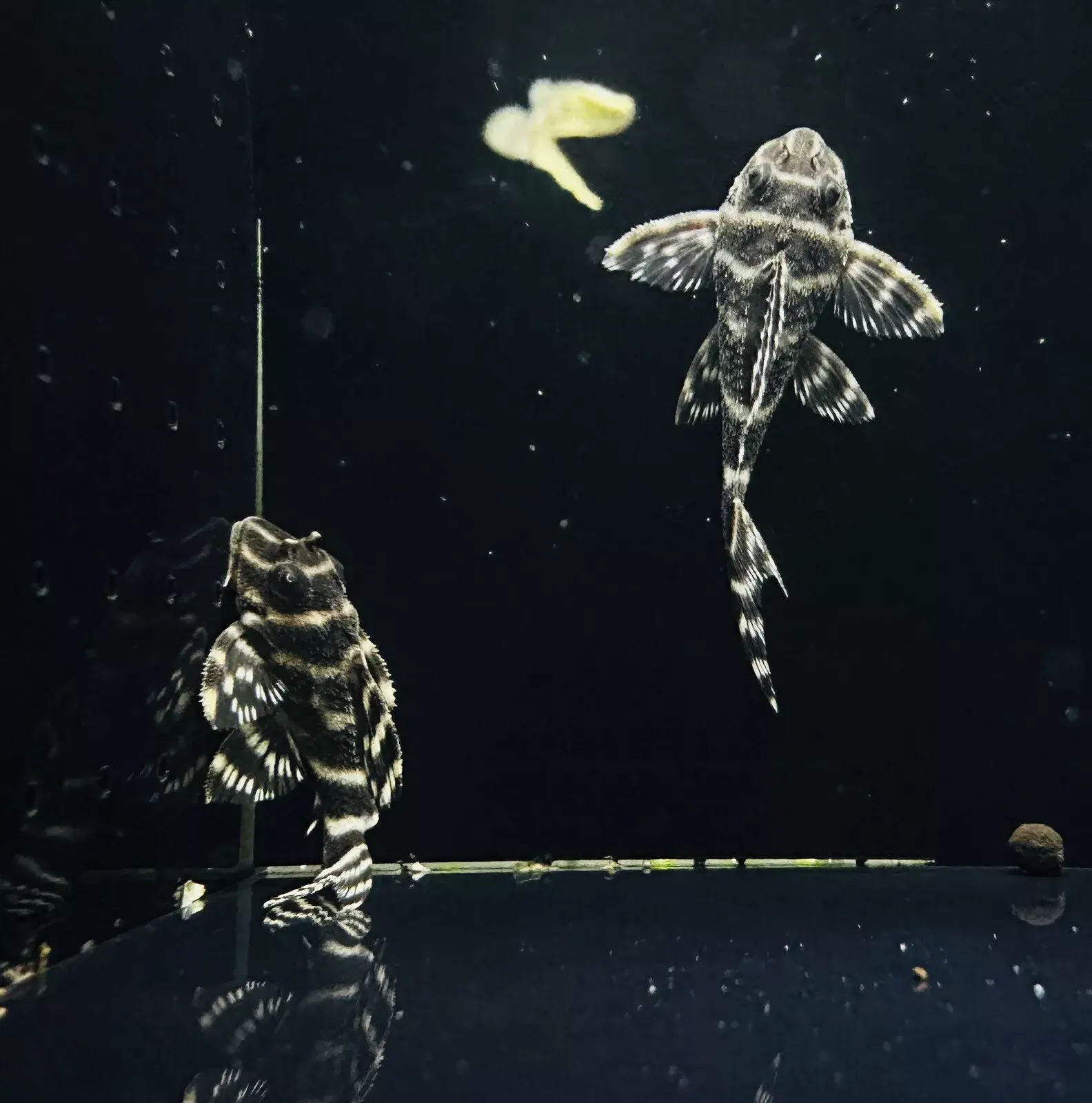 L333 King Tiger pleco (Hypancistrus sp.) for sale