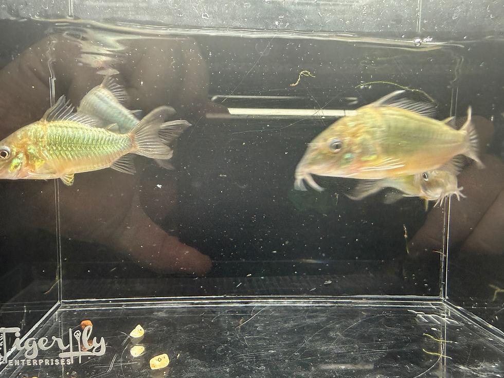 Thumbnail: Emerald Cory / Green Brochis - Corydoras splendens