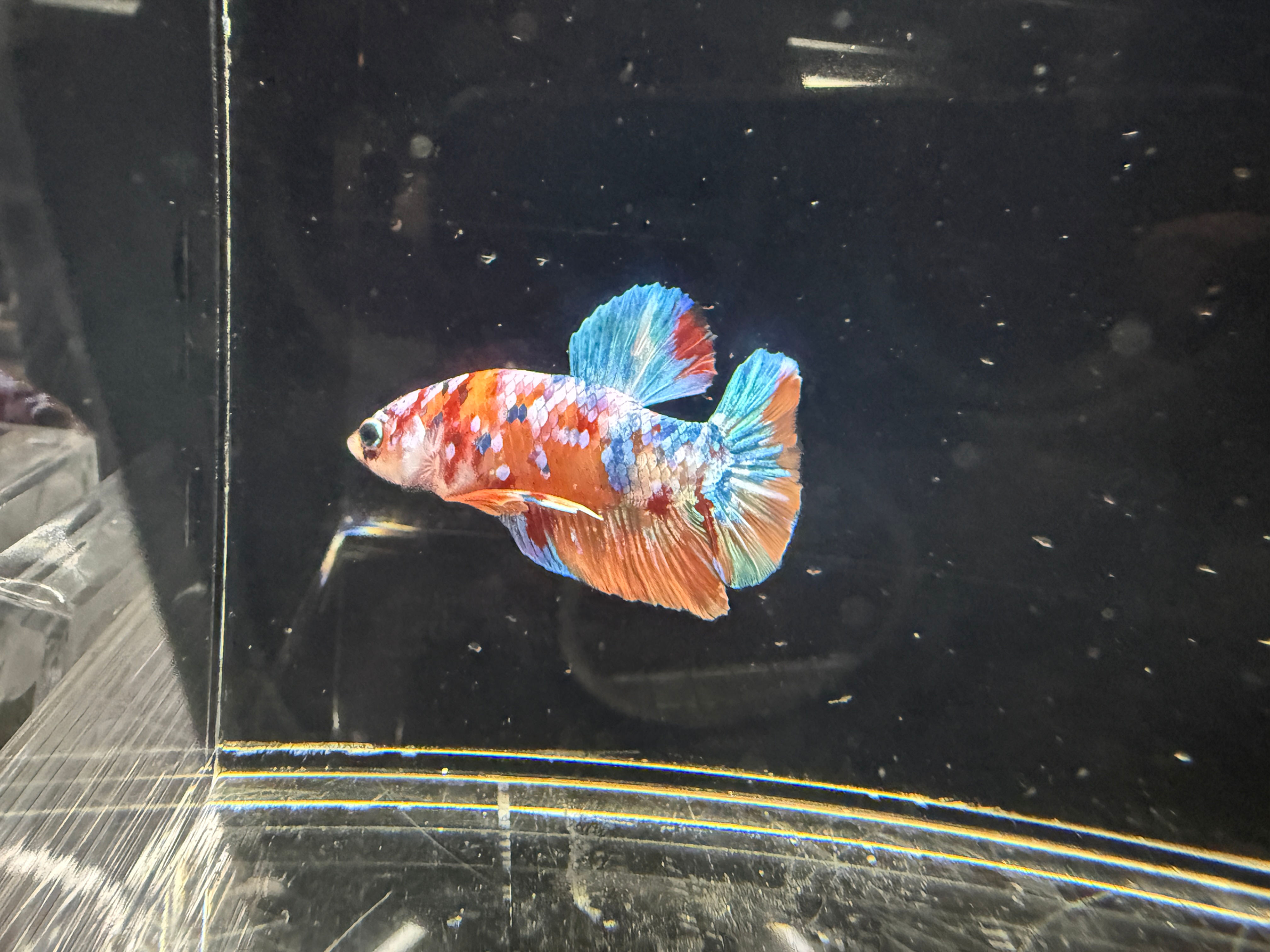 Grade AAA Galaxy Koi - Betta / Fighting fish (0005)
