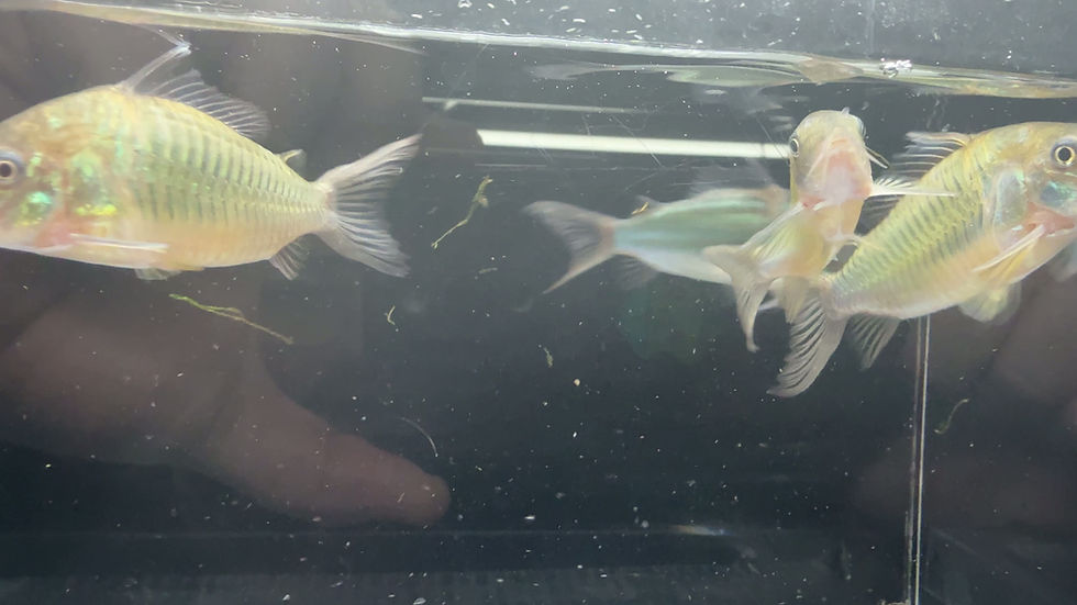 Thumbnail: Emerald Cory / Green Brochis - Corydoras splendens