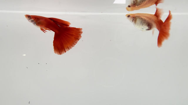 Thumbnail: Guppies for fish tank / Aquarium