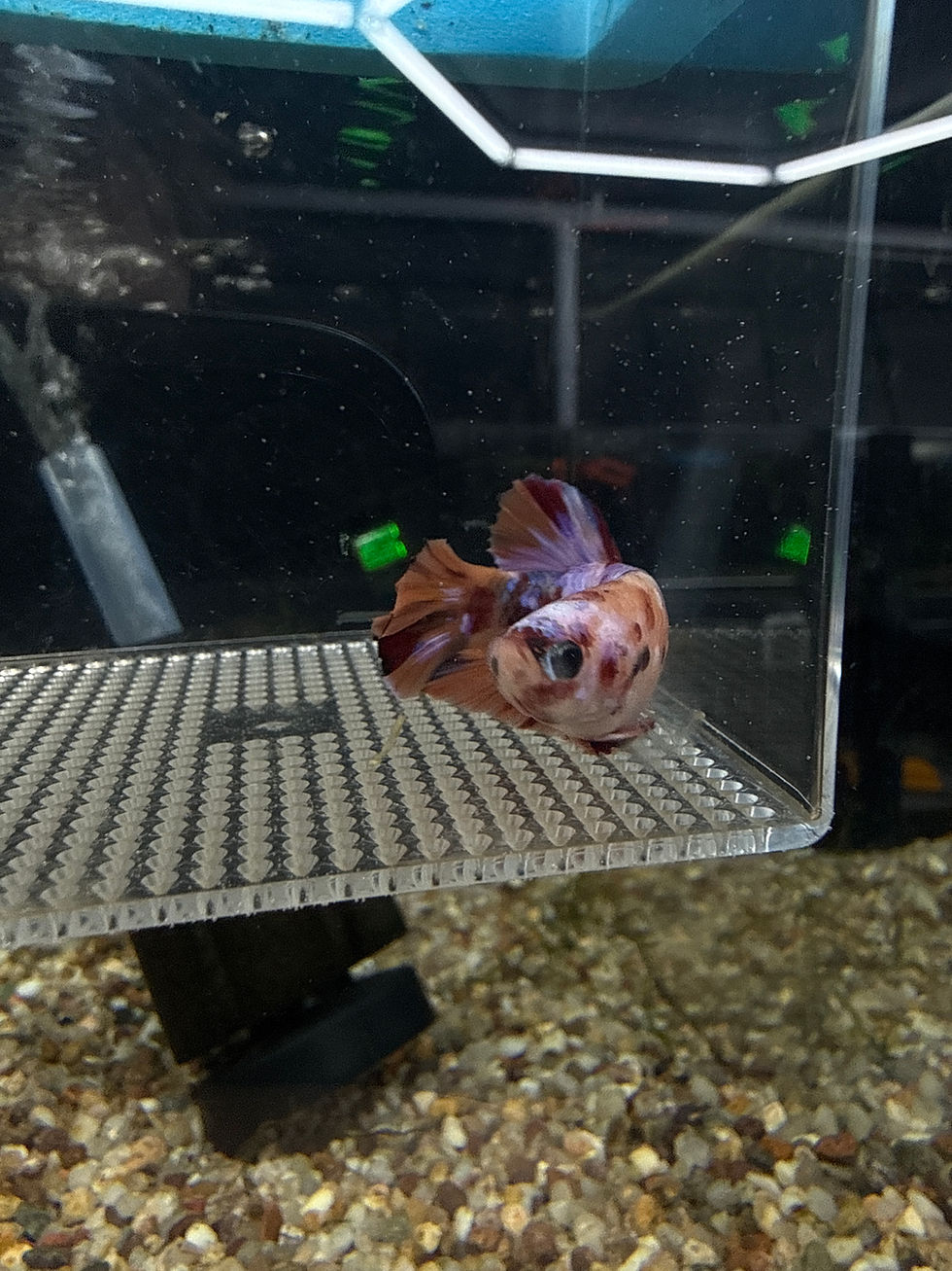 Thumbnail: Grade AAA Galaxy Koi - Betta / Fighting fish (0006)