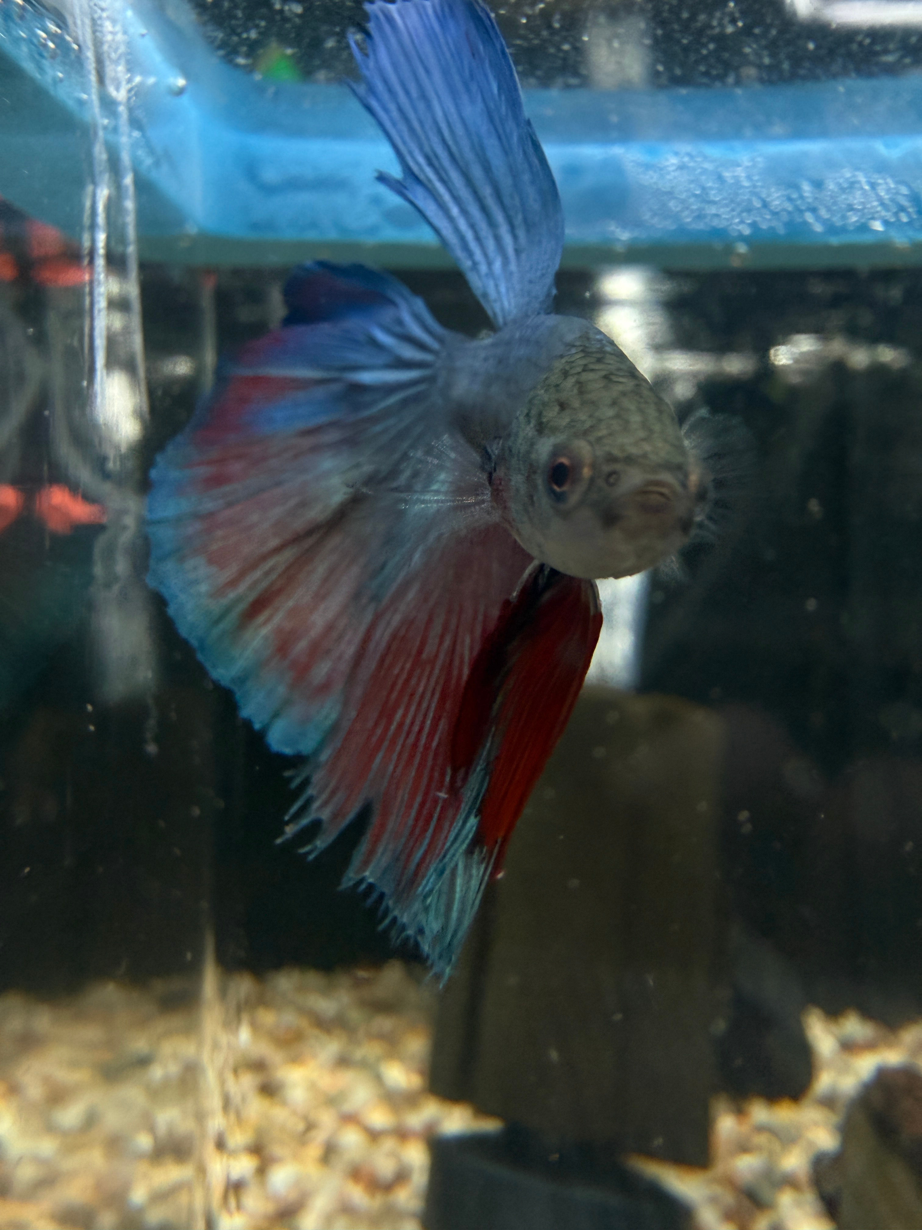Super Delta - Betta / Fighting fish (0007)