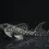 Thumbnail: L136B Demini Angelicus Pleco (Hypancistrus sp.) tropical fish for sale