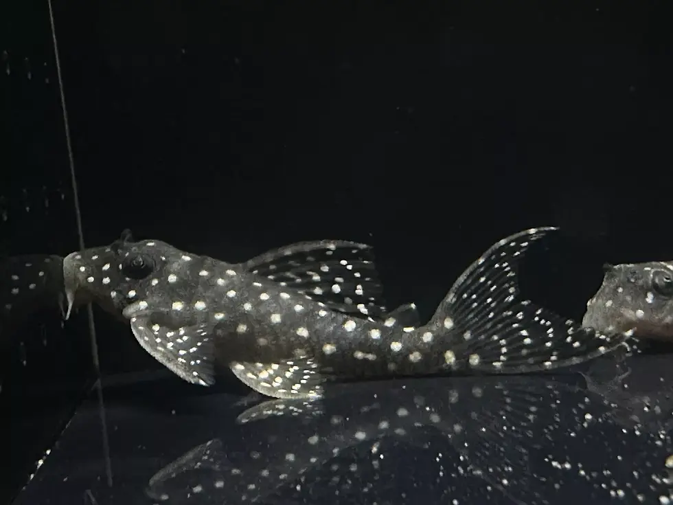 L136B Demini Angelicus Pleco (Hypancistrus sp.) tropical fish for sale