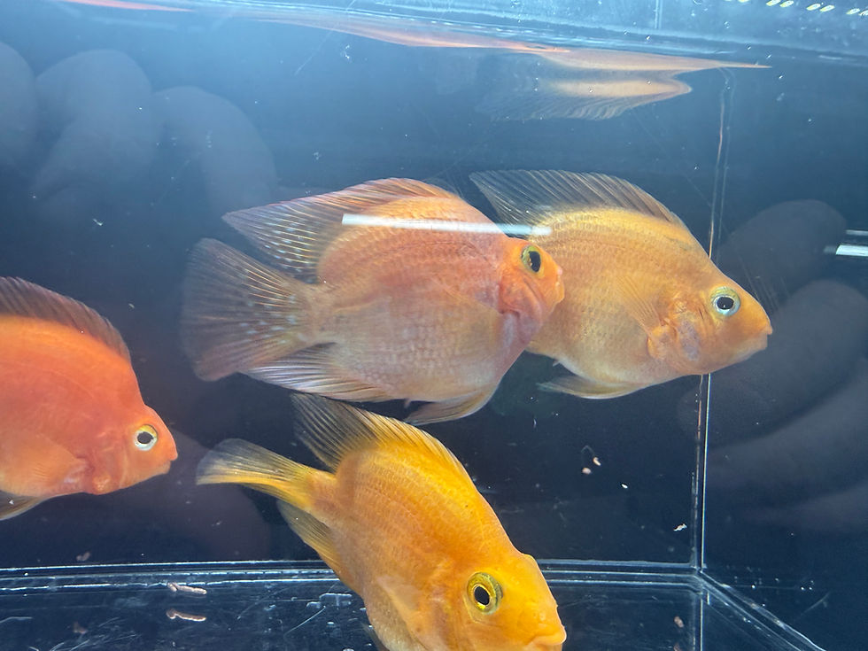 Thumbnail: Blood Red Parrot Cichlids
