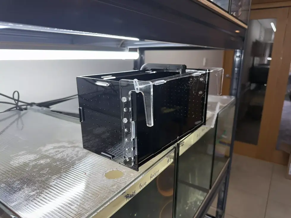 Fish Aquarium Breeding, separation & Parenting Box large for tropical fish