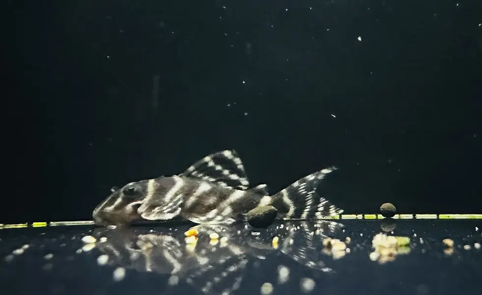 L333 King Tiger pleco (Hypancistrus sp.) available online