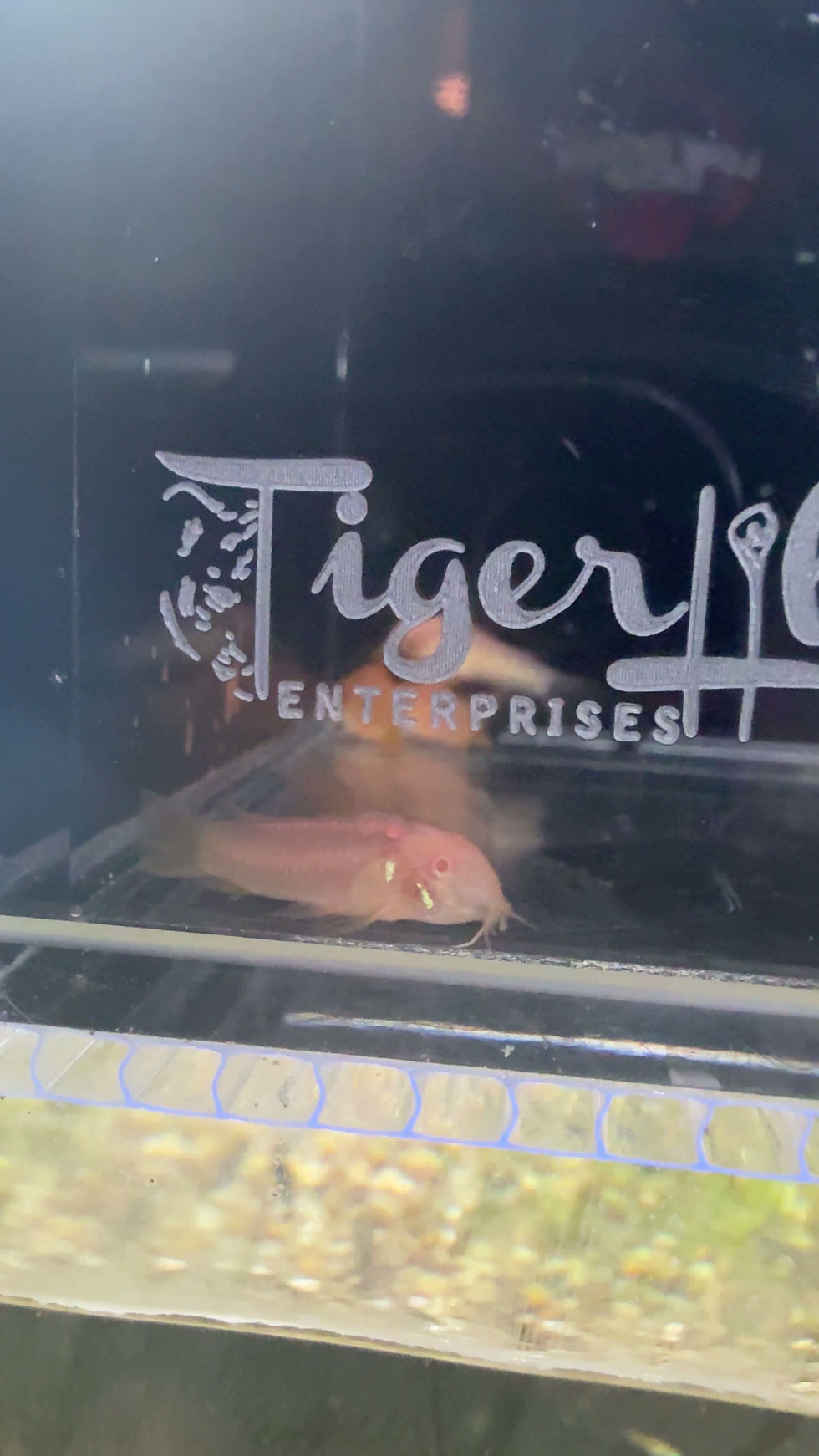 Thumbnail: Albino Red Laser Corydoras CW010. Osteogaster Sp. 