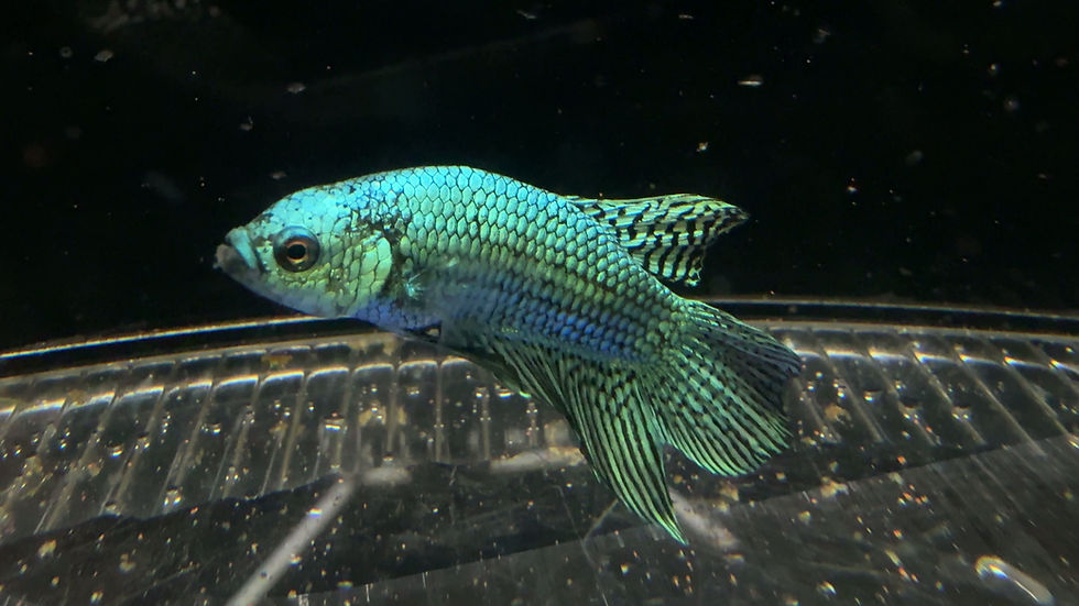Thumbnail: Alien Betta / Fighting fish  Male - Green