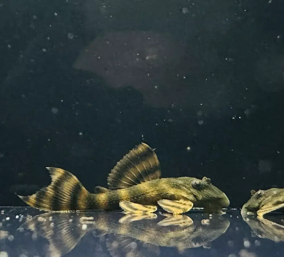 L397 Alenquer Tiger Pleco (Panaqolus sp.) rare expensive pleco