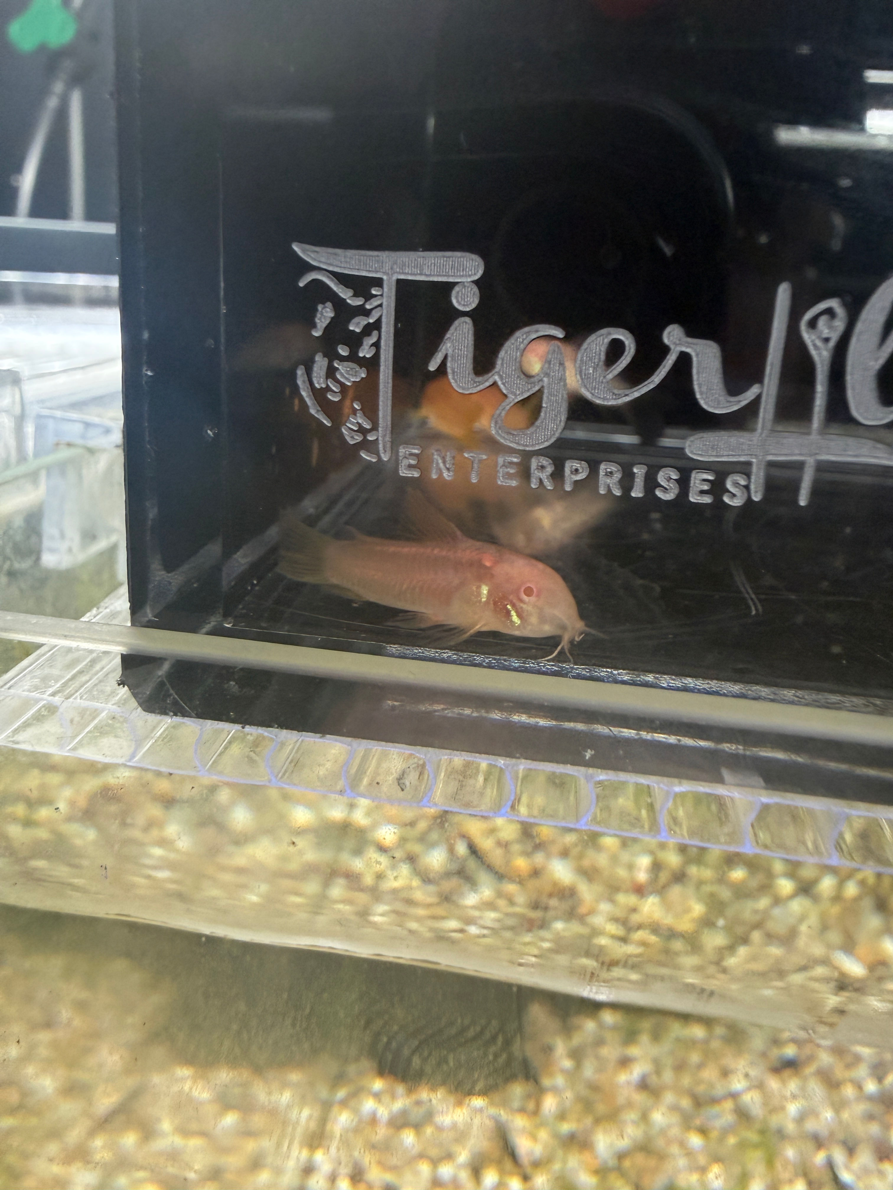Albino Red Laser Corydoras CW010. Osteogaster Sp. 