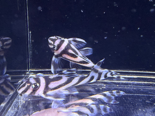 L046 Zebra Pleco Hypancistrus Zebra GRADE AAA | Tnt Aquatics