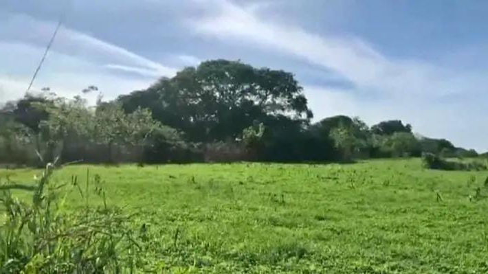 Spacious 1-hectare lot with road access, ideal for residential or vacation home.