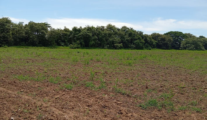 Open land surrounded by nature, ideal for building a home or commercial project.