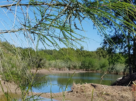 pond with birds - laredo.jpg