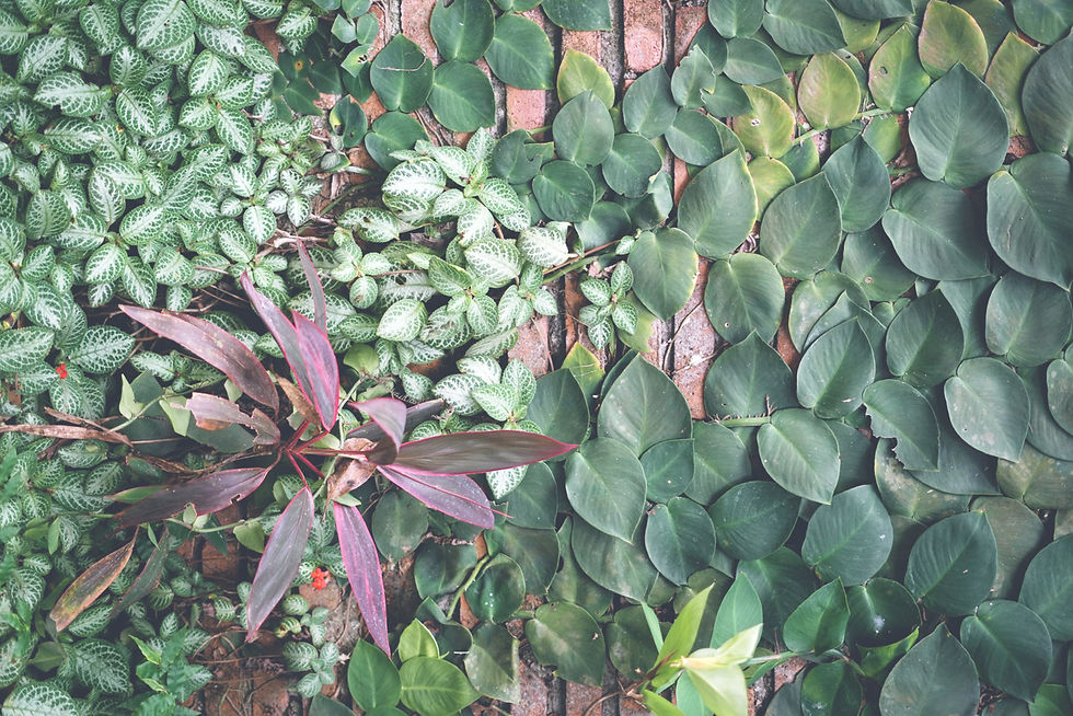 AdobeStock_518374328-leaves.jpg