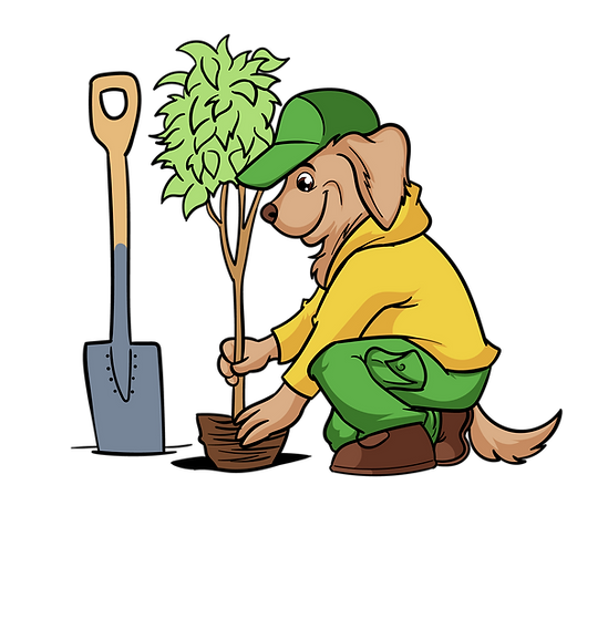 Boom planten