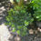 Thumbnail: Wakaebisu Azalea (Rhododendron 'Wakaebisu')