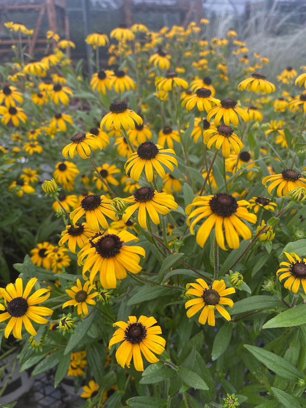 Thumbnail: Rudbeckia fulgida 'Goldsturm' Black-Eyed Susan