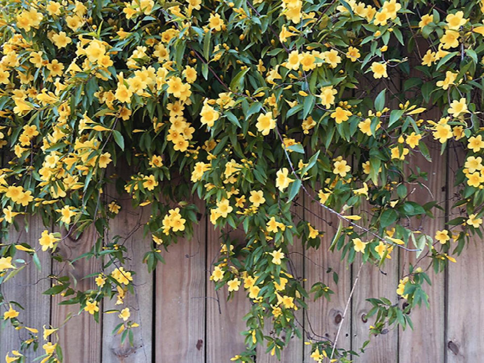 Thumbnail: Carolina Jasmine - (Gelsemium sempervirens)