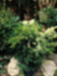 Dense Spreading Yew (Taxus x media 'Densiformis')