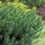 Thumbnail: Yewtopia Plum Yew (Cephalotaxus Yewtopia)