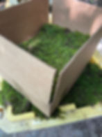 Thumbnail: Fresh Sheet Moss. 3 to 5 lb Boxes - BULK QUANTITIES (10-20% off normal price)
