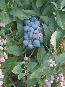 Tifblue Blueberry (Vaccinium ashei 'Tifblue')