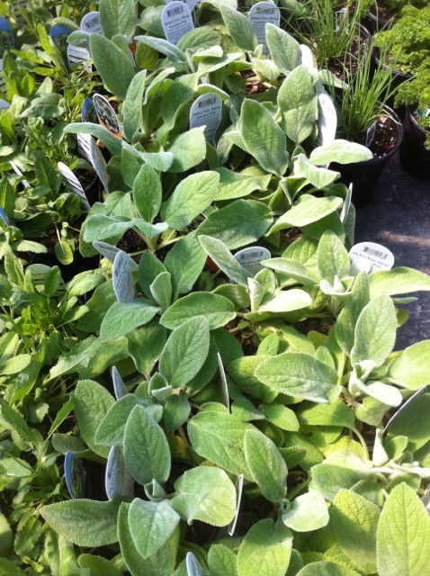 Lamb's Ear 'Helen von Stein' (Stachys lanata)
