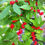 Thumbnail: Winter Red Winterberry (Ilex verticillata)
