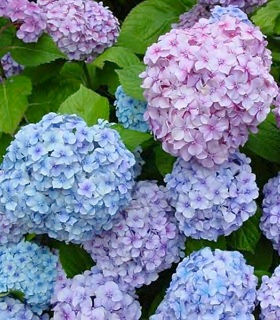 Big Daddy Hydrangea (Hydrangea macrophylla 'Big Daddy')