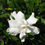 Thumbnail: Frostproof Gardenia (Gardenia jasminoides)