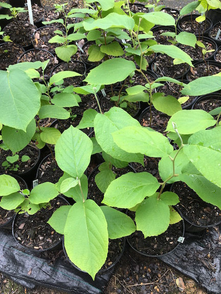 Fragrant Snowbell (Styrax obassia)