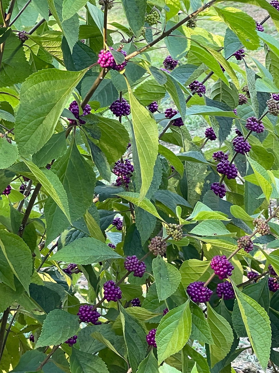 Thumbnail: American Beauty Berry (Callicarpa americana)