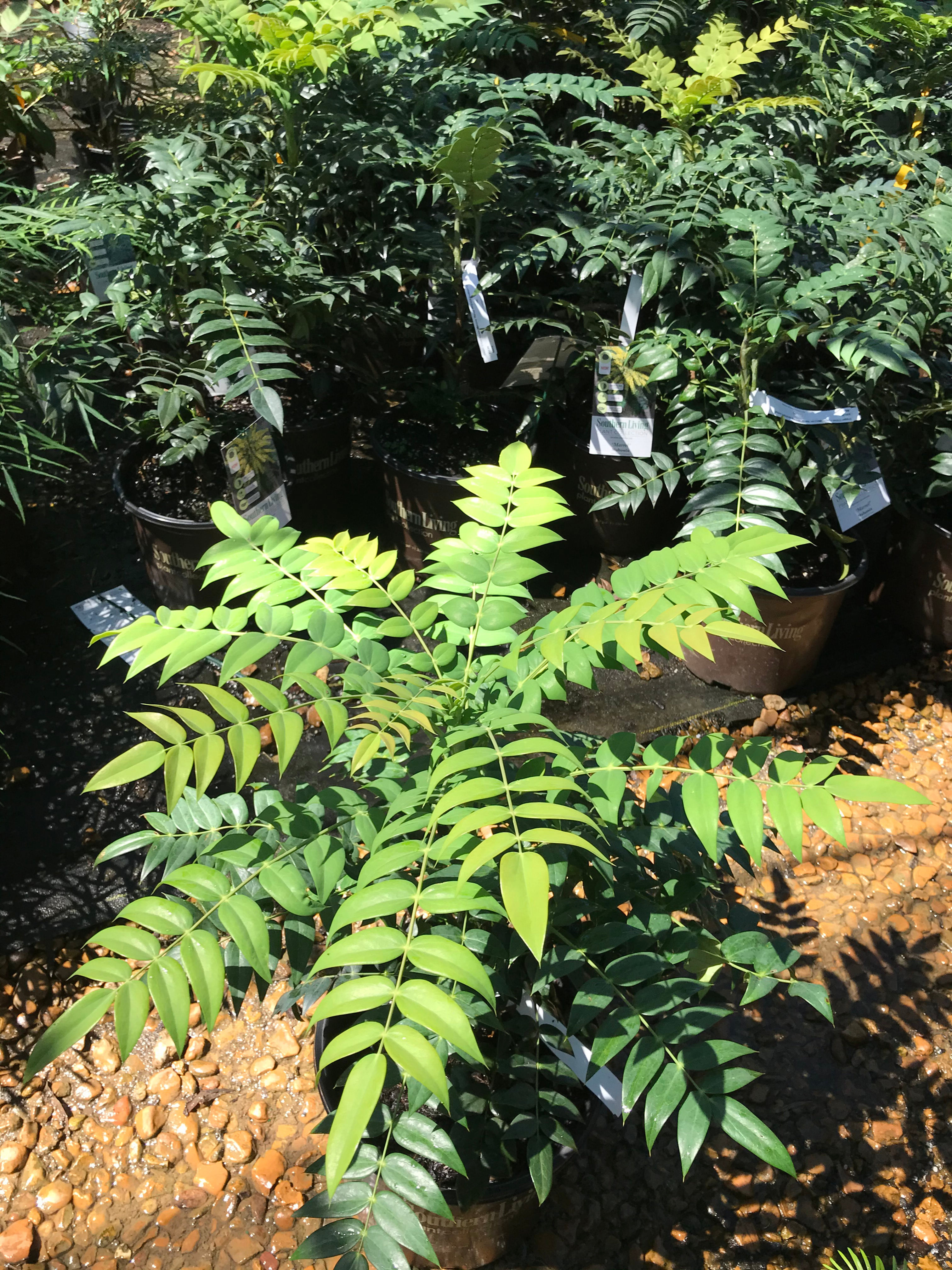 Marvel Mahonia (Mahonia x media 'Marvel' PP27425)